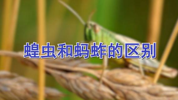 蝗虫和蚂蚱的区别（蝗虫和蚂蚱的区别图片）