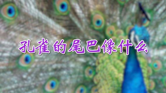 孔雀的尾巴像什么 孔雀的尾巴像什么一样