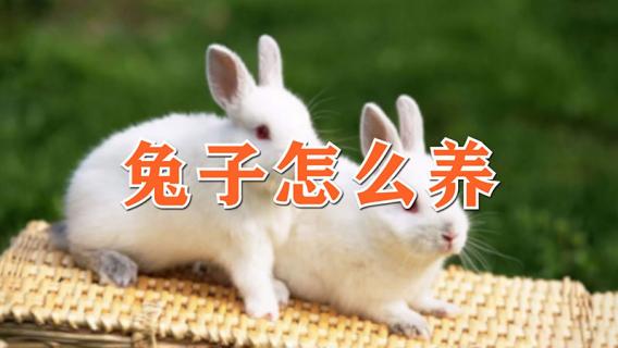 兔子怎么养 兔子怎么养长得快又肥