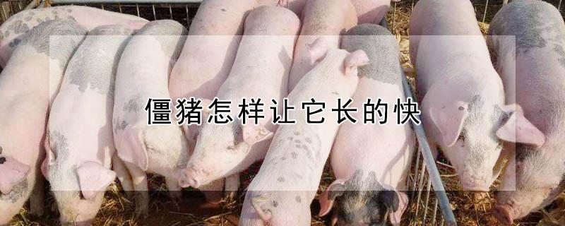 僵猪怎样让它长的快（小僵猪用什么药注射最有效）