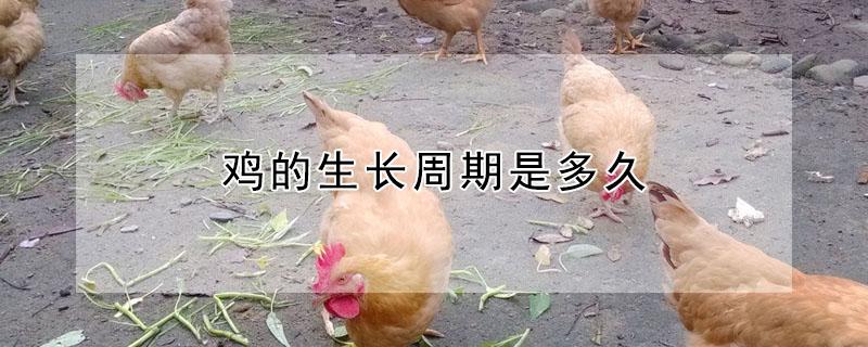 鸡的生长周期是多久 养1000只土鸡一年收入