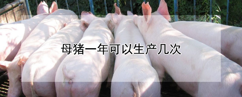 母猪一年可以生产几次 母猪一胎最多能生几个
