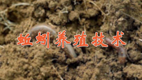 蚯蚓养殖技术（蚯蚓养殖技术及回收）