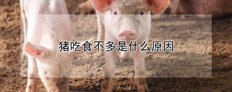 猪吃食不多是什么原因 猪吃食不多怎么办