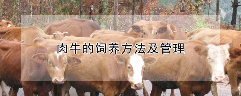 肉牛的饲养方法及管理（肉牛的饲养方法及管理原则）
