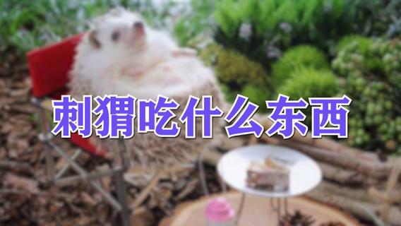 刺猬吃什么东西（刺猬吃什么东西怎么养）