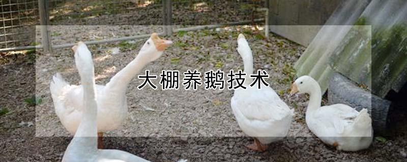 大棚养鹅技术 养鹅1000只利润和成本