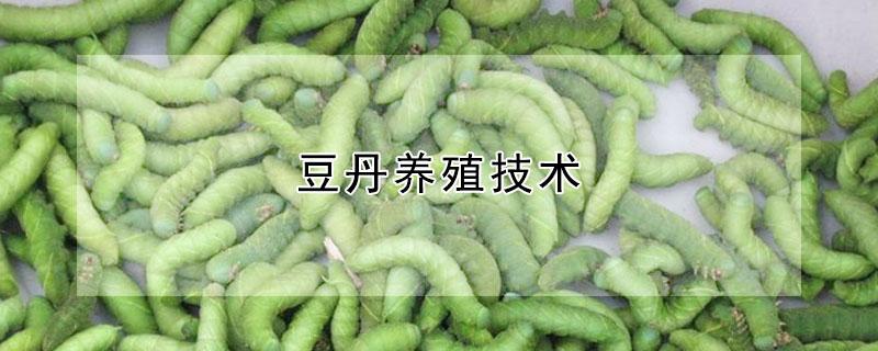 豆丹养殖技术（豆丹养殖技术保种新技术）