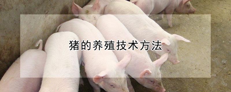 猪的养殖技术方法 养母猪技术教程大全