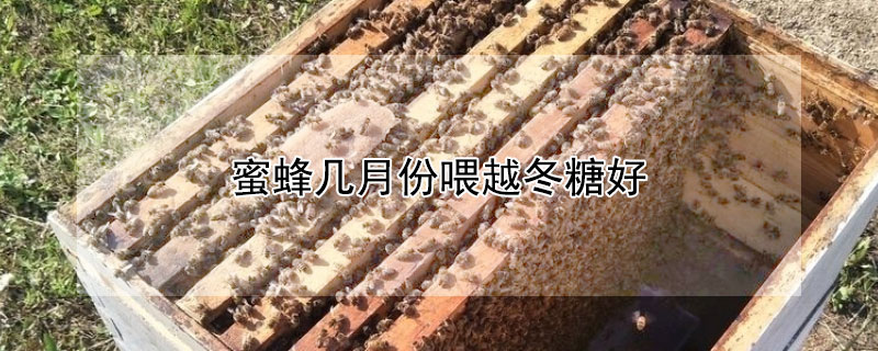 蜜蜂几月份喂越冬糖好 蜜蜂几月开始喂糖