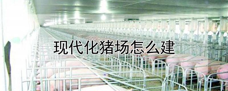 现代化猪场怎么建(现代化猪舍怎么建)