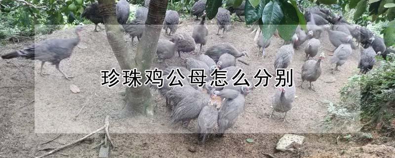 珍珠鸡公母怎么分别 珍珠鸡公母怎么分别视频