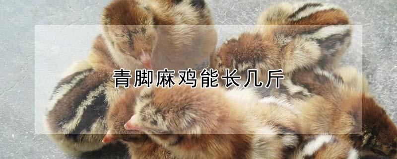 青脚麻鸡能长几斤（青脚麻鸡有几个品种）