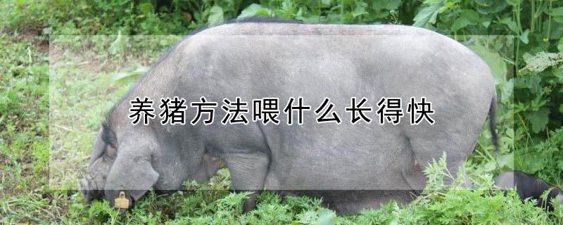 养猪方法喂什么长得快 猪饲料的配方怎么配才长得快