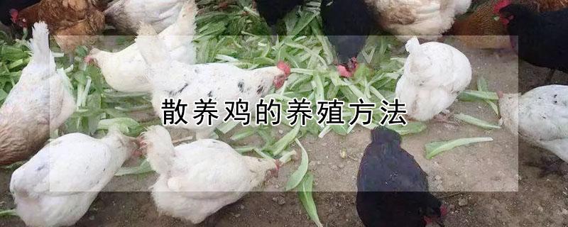 散养鸡的养殖方法 散养鸡技术与养殖技巧