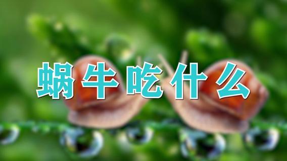 蜗牛吃什么（蜗牛吃什么教案中班）