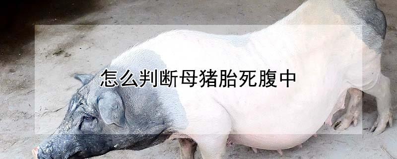 怎么判断母猪胎死腹中（如何判断母猪是否妊娠）