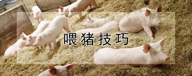 喂猪技巧 喂猪教程