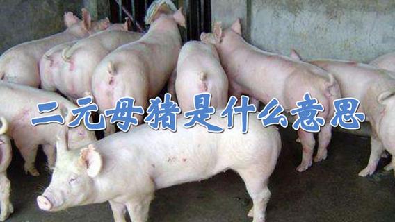 二元母猪是什么意思 一元二元三元母猪区别
