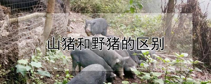 山猪和野猪的区别（山猪和野猪的区别在哪里）