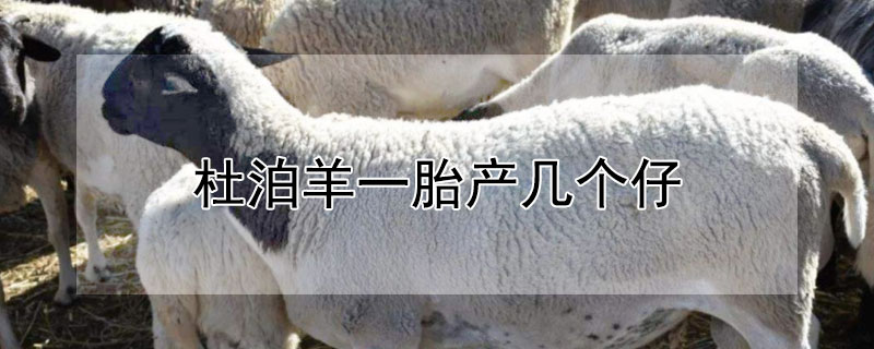 杜泊羊一胎产几个仔 杜泊羊一胎产几个羊羔