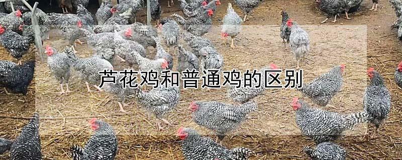 芦花鸡和普通鸡的区别（芦花鸡多少钱一斤市场价格）