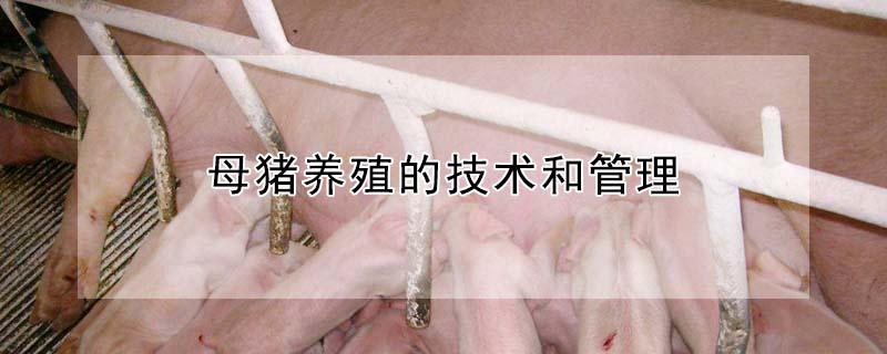 母猪养殖的技术和管理 母猪养殖的技术和管理视频