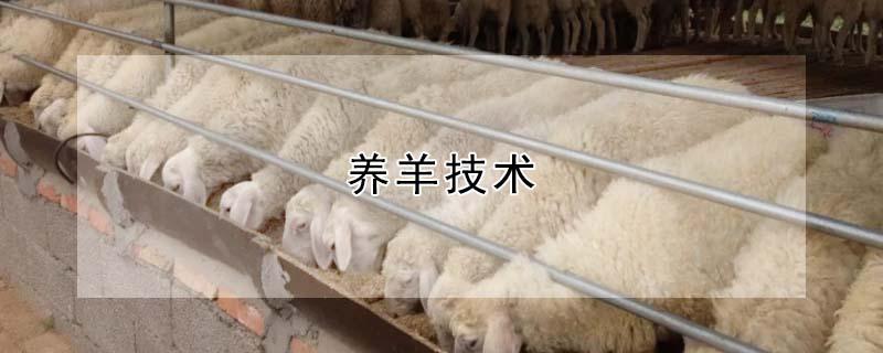 养羊技术 养羊技术及羊的养殖方法