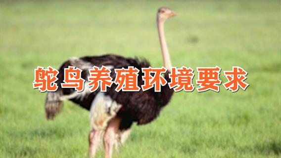 鸵鸟养殖环境要求 鸵鸟养殖的环境要求