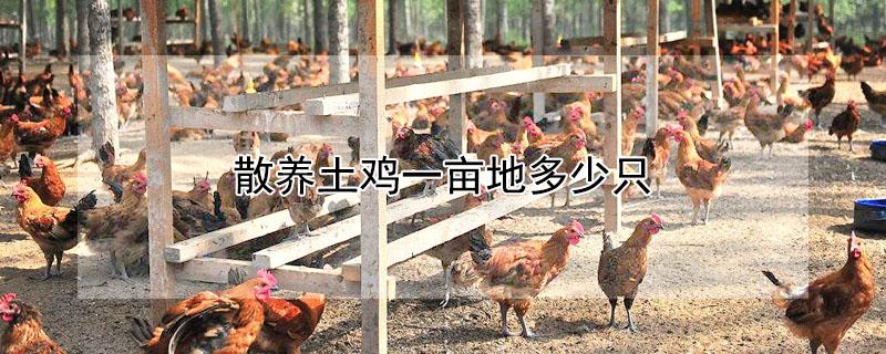 散养土鸡一亩地多少只 散养土鸡一亩地能养多少只