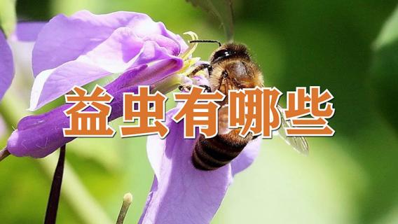 益虫有哪些（益虫有哪些动物）