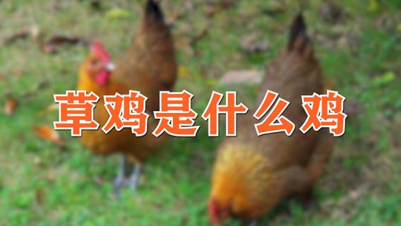 草鸡是什么鸡 草鸡适合炖汤还是红烧