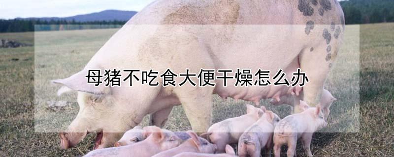 母猪不吃食大便干燥怎么办 母猪不吃食拉干粪是什么原因