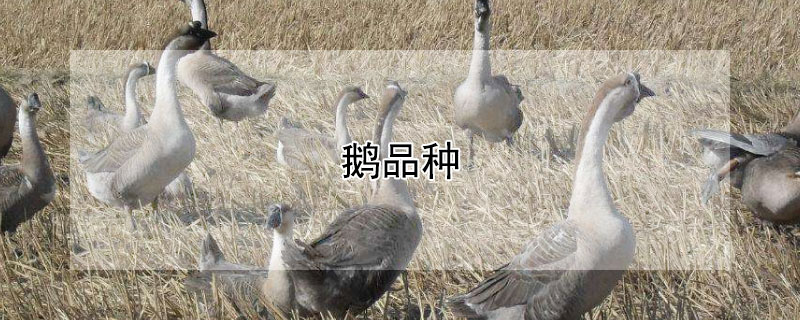鹅品种 鹅品种大全及介绍