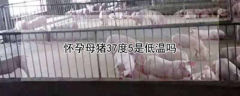 怀孕母猪37度5是低温吗（怀孕母猪37度8度是低温吗）