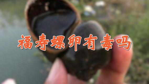 福寿螺卵有毒吗（福寿螺卵有什么害处）