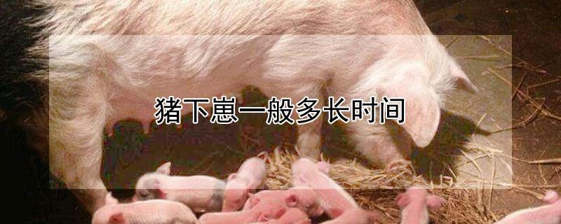 猪下崽一般多长时间 猪下崽一般多长时间猪衣包出来