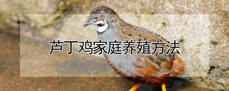 芦丁鸡家庭养殖方法（芦丁鸡饲养方法）