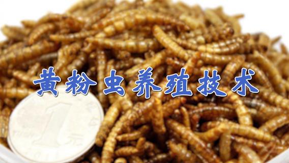 黄粉虫养殖技术 黄粉虫多少钱一斤现在