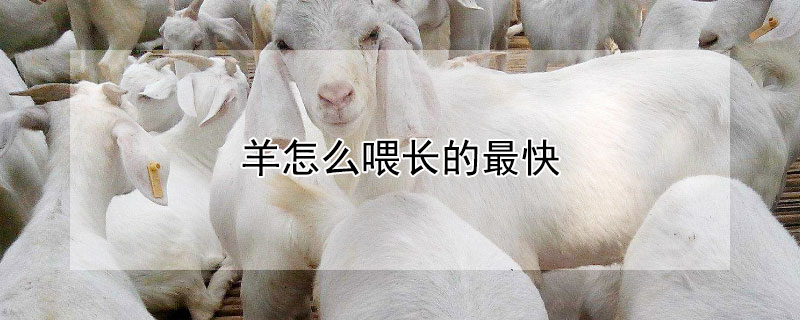 羊怎么喂长的最快 圈养100只羊一年的利润