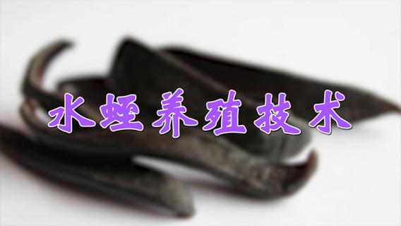 水蛭养殖技术 水蛭养殖技术及成本