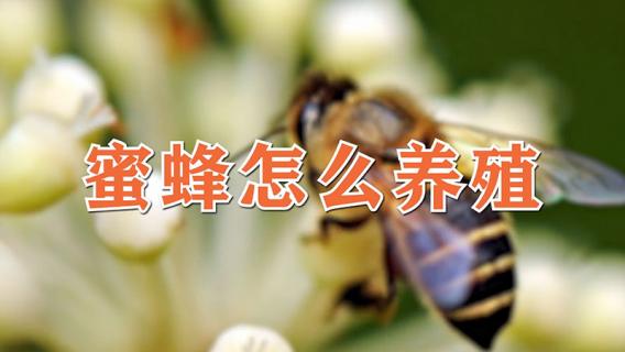 蜜蜂怎么养殖（新来的蜜蜂怎么养殖）