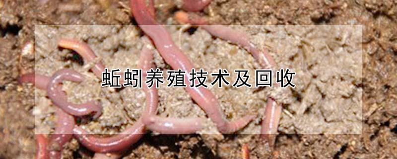 蚯蚓养殖技术及回收 室内养蚯蚓养殖技术
