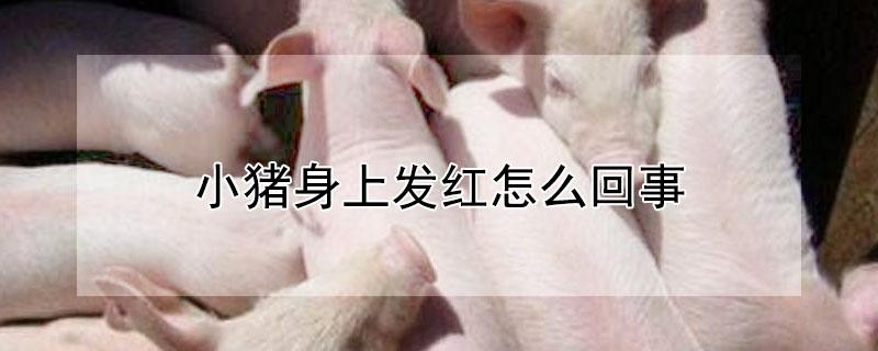 小猪身上发红怎么回事（小猪身上发红怎么回事不吃光喝水）