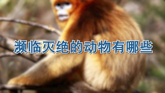 濒临灭绝的动物有哪些 中国上仅剩一只的动物