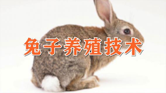 兔子养殖技术 兔子养殖技术 兔子养殖方法