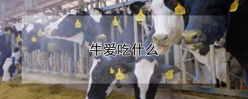 牛爱吃什么（牛吃什么长的快）