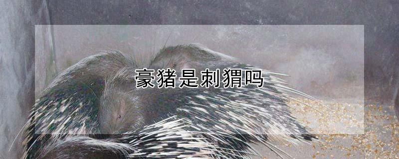豪猪是刺猬吗（豪猪是刺猬吗为什么）