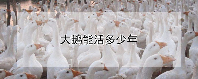 大鹅能活多少年（大鹅能养几年）