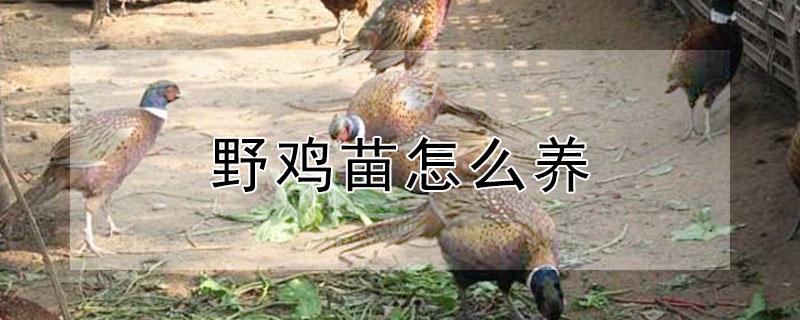 野鸡苗怎么养（野鸡苗饲养技术）
